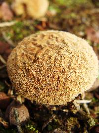 Lycoperdon pulcherrimum image