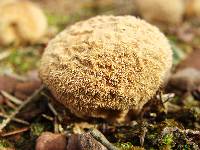 Lycoperdon pulcherrimum image