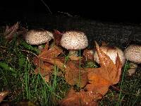 Agaricus moelleri image