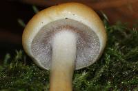 Hypholoma capnoides image