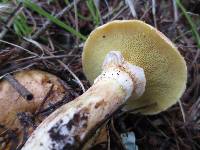 Suillus caerulescens image