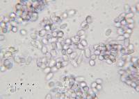 Mycena pura image