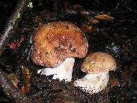 Boletus regineus image