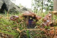 Agrocybe erebia image