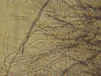 Lentinellus ursinus image