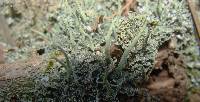 Cladonia ochrochlora image