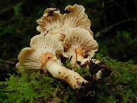 Cantharellus subalbidus image