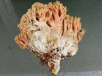 Ramaria formosa image