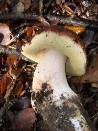 Boletus regineus image