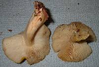 Tricholoma fumosoluteum image