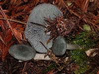 Clitocybe odora var. pacifica image