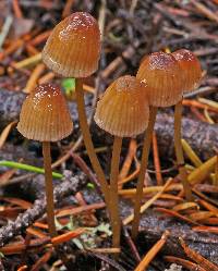 Mycena sanguinolenta image