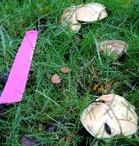 Suillus caerulescens image