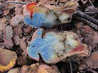 Boletus eastwoodiae image