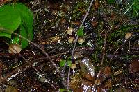 Psilocybe pelliculosa image