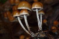 Hypholoma dispersum image