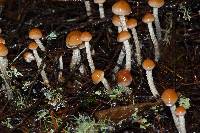 Hypholoma dispersum image