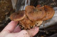 Armillaria sinapina image