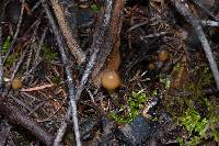 Psilocybe pelliculosa image