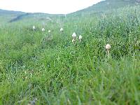 Psilocybe semilanceata image