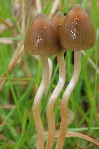 Psilocybe semilanceata image