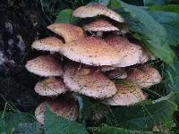 Pholiota squarrosa image