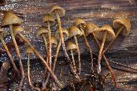 Psilocybe pelliculosa image