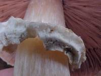 Agaricus hondensis image