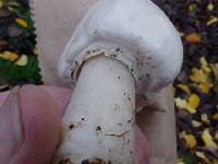 Agaricus hondensis image