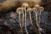 Psilocybe pelliculosa image