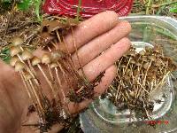 Psilocybe pelliculosa image