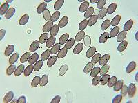 Psathyrella longistriata image