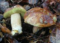 Boletus regineus image