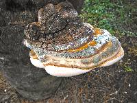 Ganoderma zonatum image