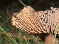 Entoloma sericeum image