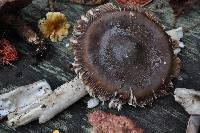 Amanita pachycolea image