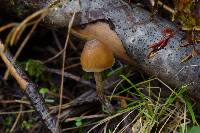 Psilocybe pelliculosa image