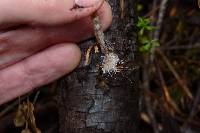 Psilocybe pelliculosa image