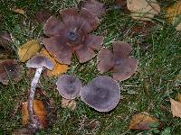 Cortinarius hemitrichus image