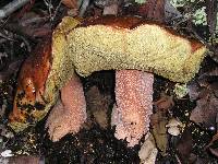 Boletus regineus image