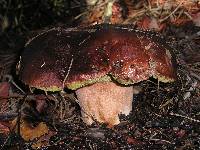 Boletus regineus image