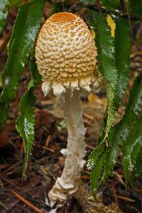 Lepiota magnispora image