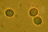 Lepista flaccida image