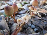 Mycena californiensis image