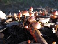 Mycena californiensis image