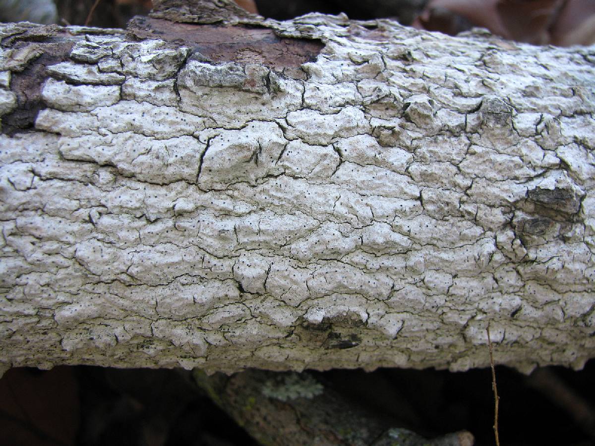 Arthopyrenia cinereopruinosa image
