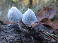 Coprinopsis nivea image