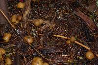 Psilocybe pelliculosa image