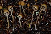 Psilocybe pelliculosa image