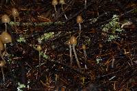 Psilocybe pelliculosa image